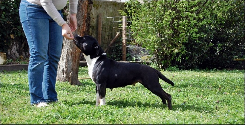 Les American Staffordshire Terrier de l'affixe Des Gardiens Du Rêve Eternel