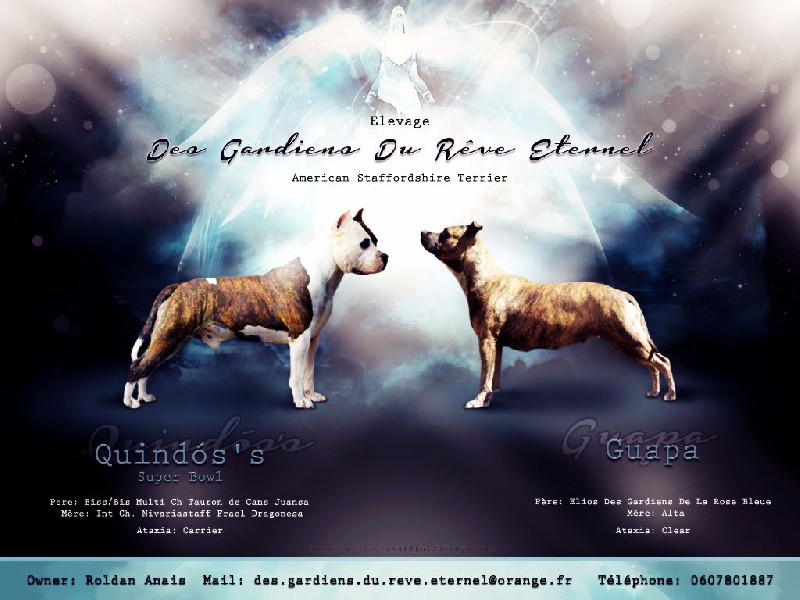 Des Gardiens Du Rêve Eternel - American Staffordshire Terrier - Portée née le 08/03/2015