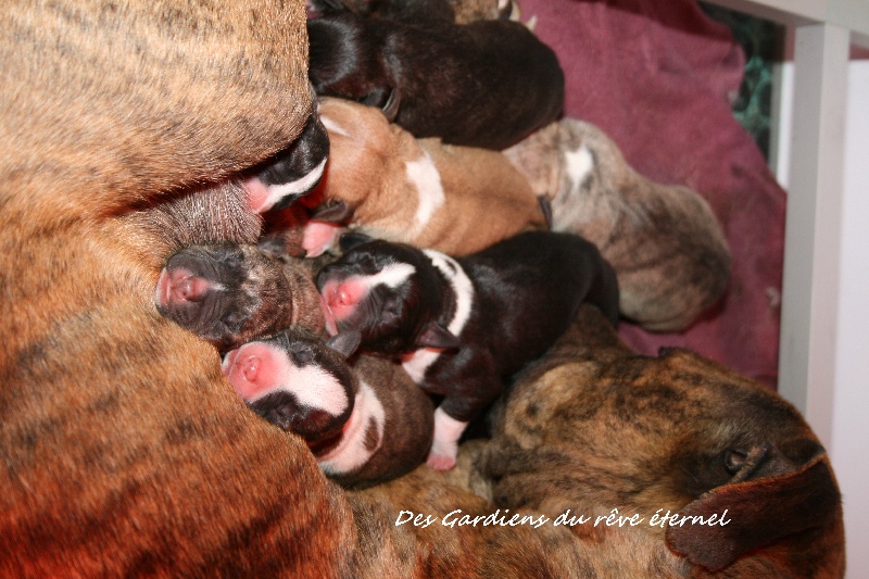 Des Gardiens Du Rêve Eternel - American Staffordshire Terrier - Portée née le 25/05/2013
