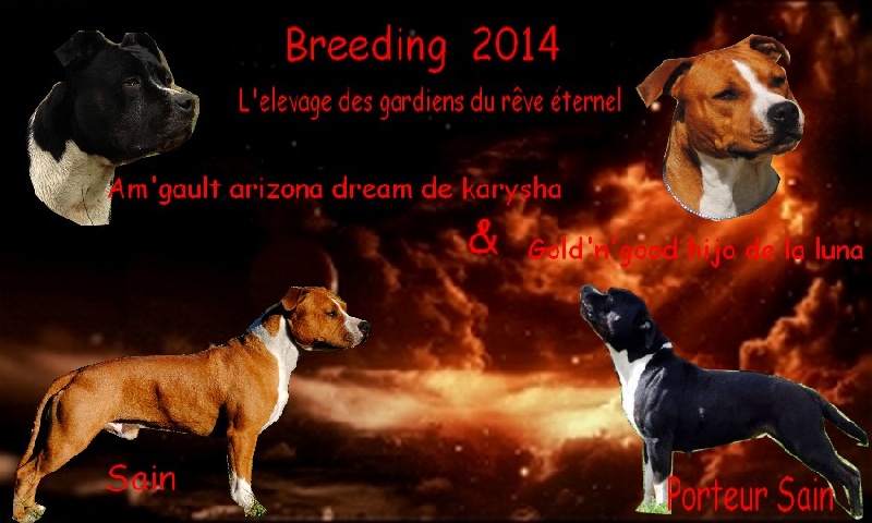 Des Gardiens Du Rêve Eternel - American Staffordshire Terrier - Portée née le 01/02/2014
