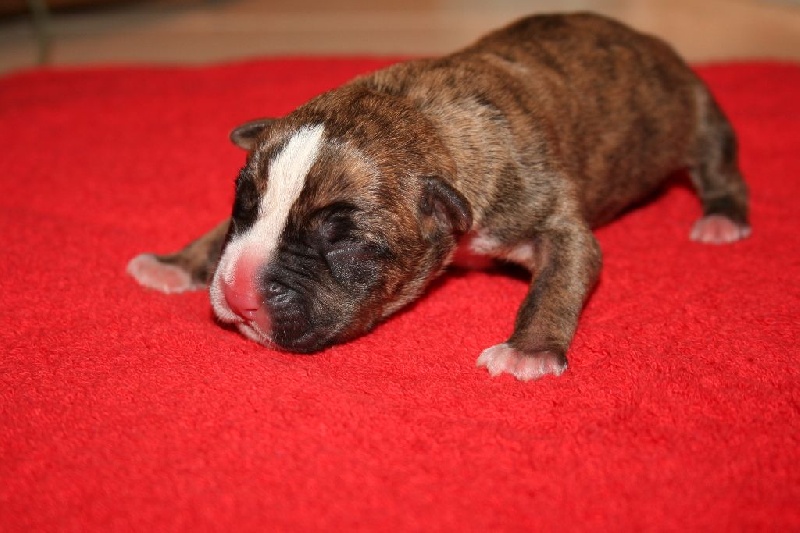 Des Gardiens Du Rêve Eternel - American Staffordshire Terrier - Portée née le 17/02/2016