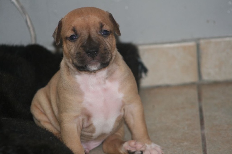 Des Gardiens Du Rêve Eternel - American Staffordshire Terrier - Portée née le 05/06/2016